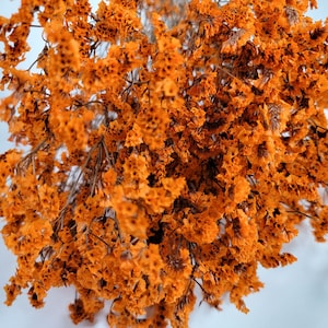 Orange Preserved German Statice: Dried Limonium Flowers (19-20" Tall)