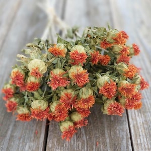 Vibrant Orange Dried Safflower Bunch: Boho Chic Fall Wedding Bouquets and Decor